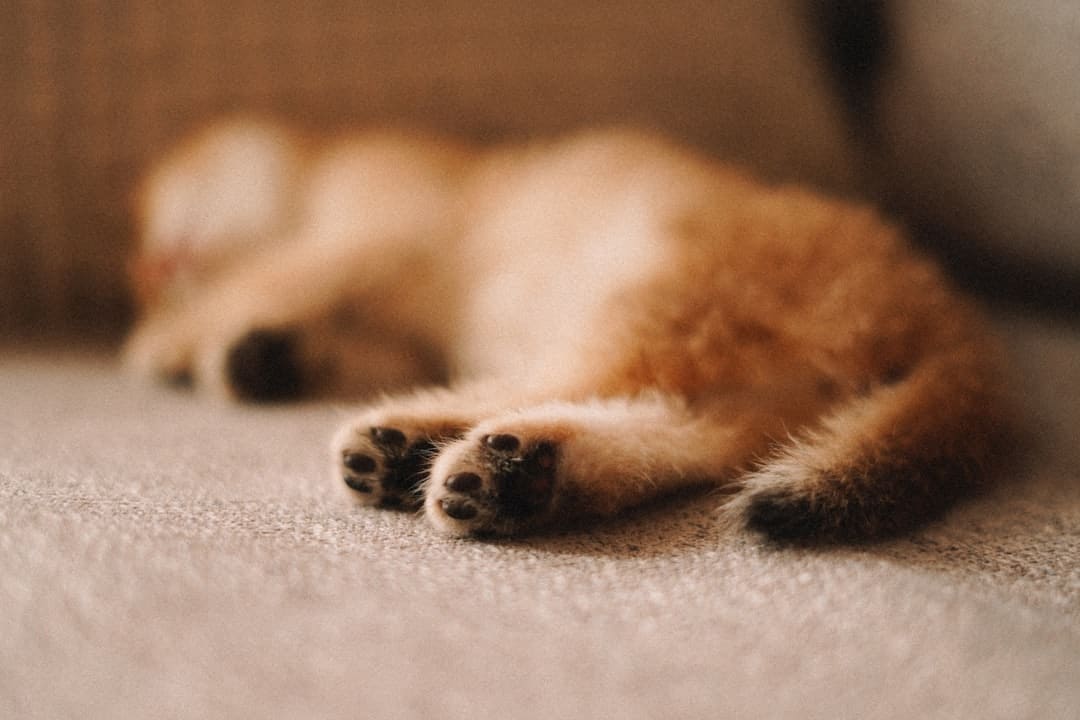 《献鱼》红螺最终被谁杀的 红螺结局是什么